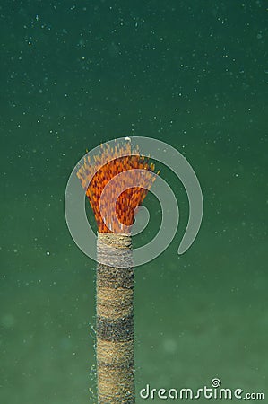 Fan worm Stock Photo